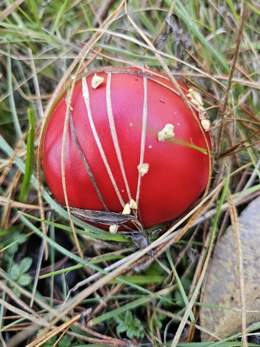 Fly Agaric