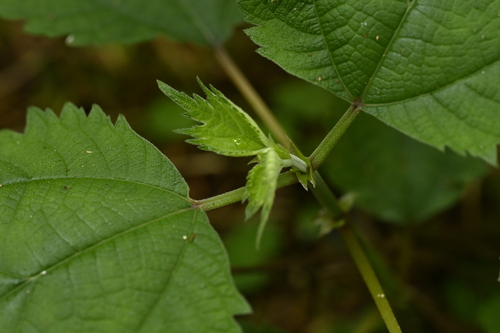 Boehmeria japonica, photograph 3