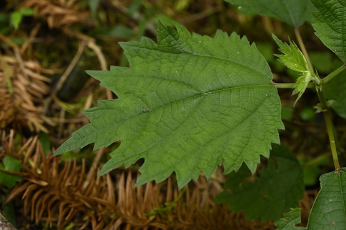 Large-leaf falsenettle (Boehmeria japonica)