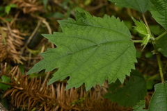 Boehmeria japonica, photograph (c) 曾昱承 Yu-Cheng Zeng, some rights reserved (CC BY)