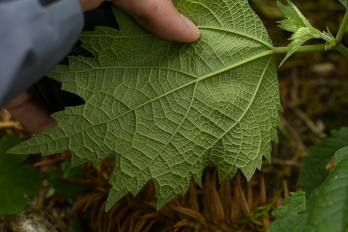 Boehmeria japonica, photograph 4