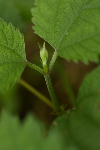 Boehmeria japonica, photograph 1