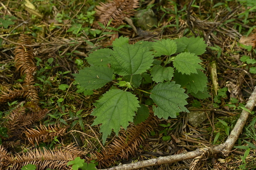 Boehmeria japonica