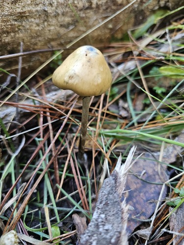 Psilocybe subaeruginosa