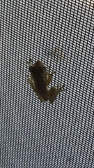 Osteopilus septentrionalis