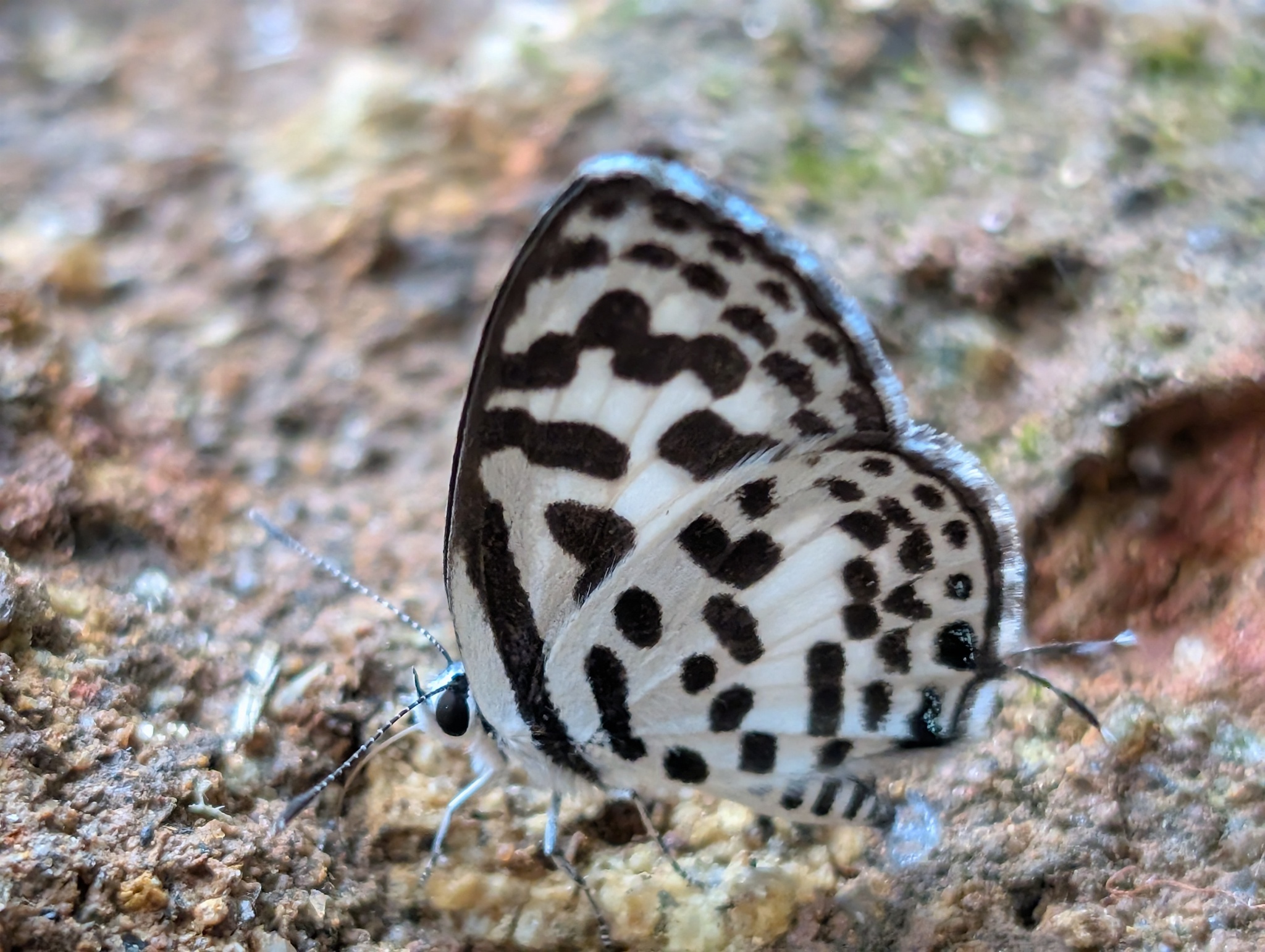 Common Pierrot