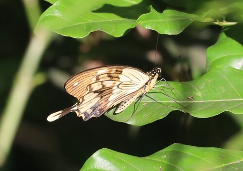 Photo of Mocker Swallowtail (Papilio dardanus)