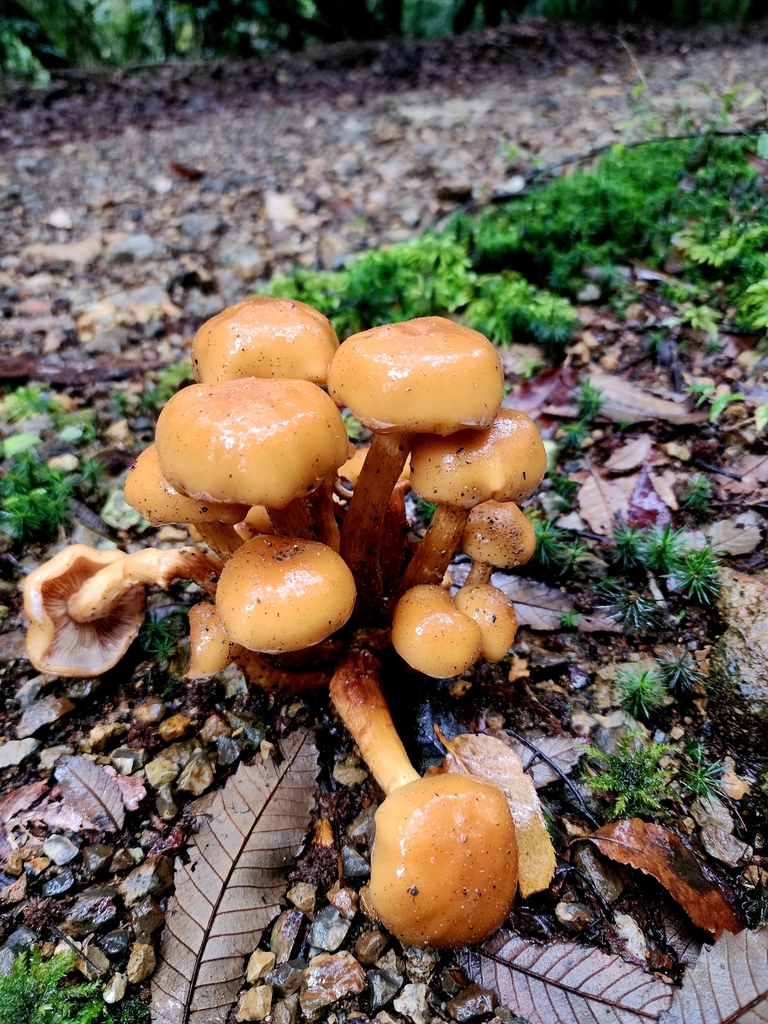 Pholiota malicola