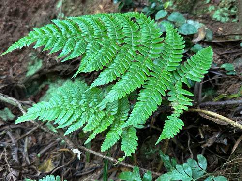 Dryopteris championii iNat (2)