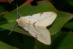 Spilarctia seriatopunctata