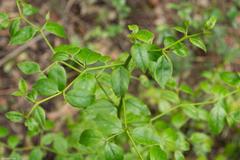 Cassinopsis ilicifolia