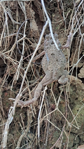 Ingerophrynus macrotis, 2025-05-10