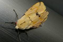 Spilarctia seriatopunctata