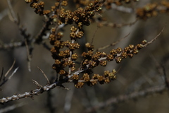 Hippophae rhamnoides