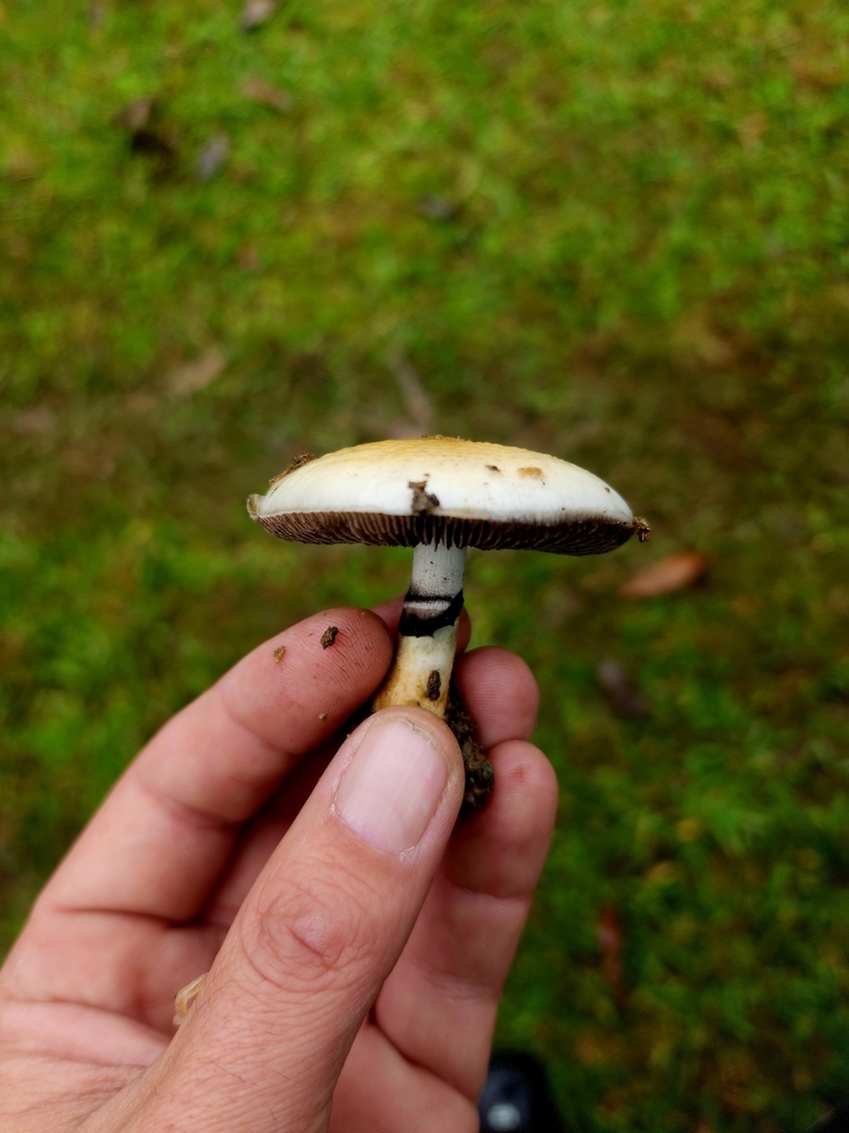 Psilocybe cubensis · May 2025 · photo: © rotceh_dnih (iNaturalist, cc-by)