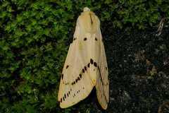 Spilarctia seriatopunctata