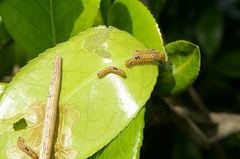 Spilarctia seriatopunctata