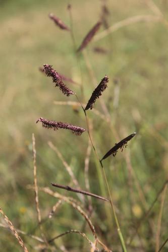 Paspalum tinctum