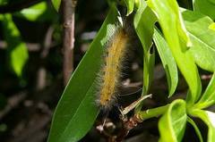 Spilarctia seriatopunctata