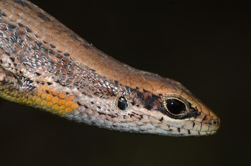 Guinea Mabuya, Trachylepis albilabris