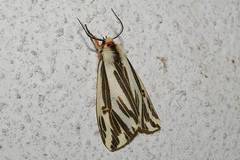 Eospilarctia lewisii