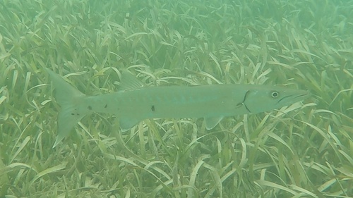 Great barracuda