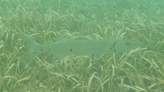 Great barracuda