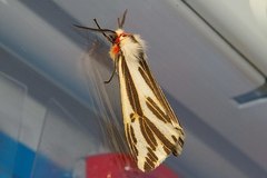 Eospilarctia lewisii