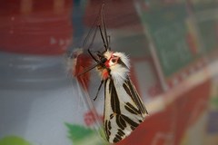 Eospilarctia lewisii