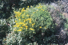 Coronilla