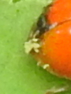 Hesperomyces virescens