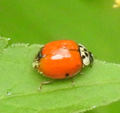 Hesperomyces virescens