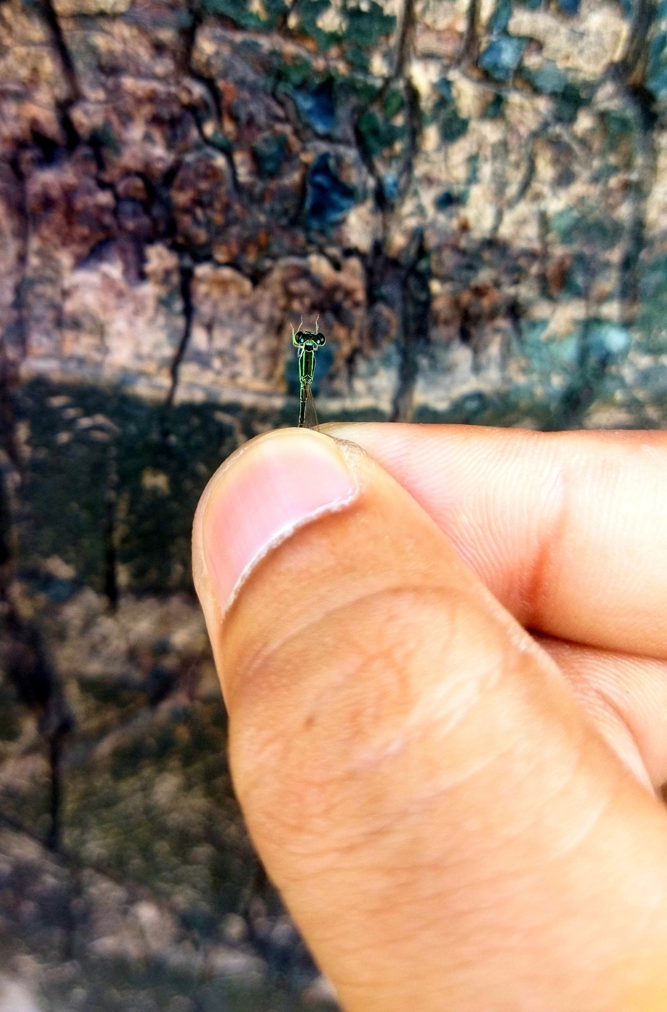 Pygmy Dartlet