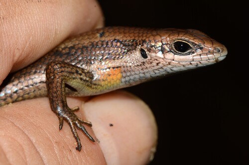 Guinea Mabuya