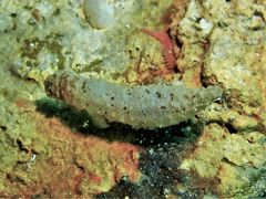 Labidodemas semperianum