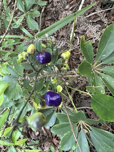 Dianella ensifolia