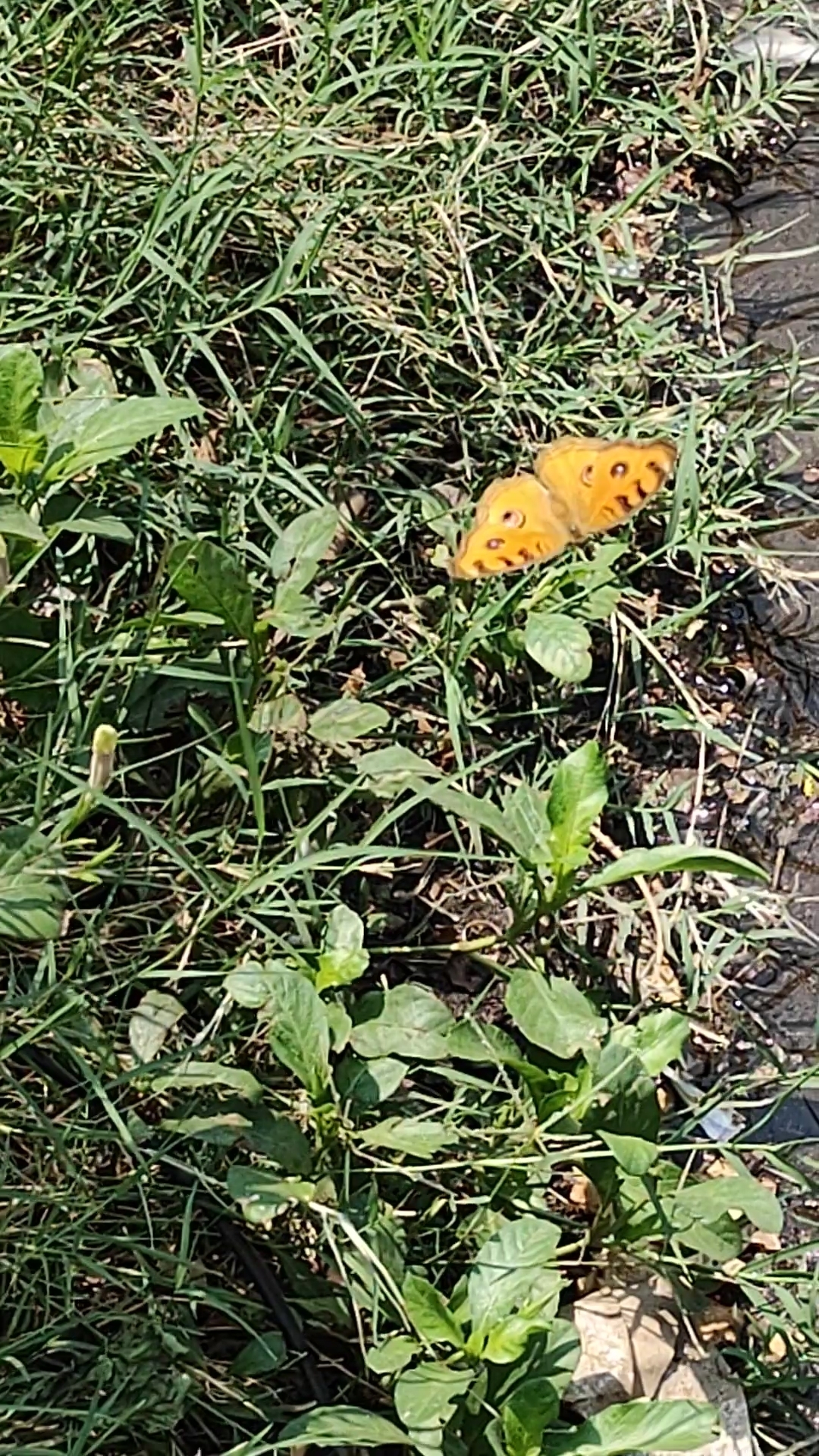 Peacock Pansy