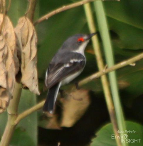 iNaturalist image