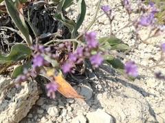 Limonium narbonense