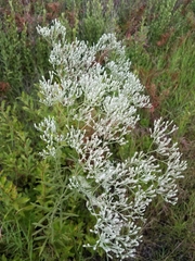 Eupatorium leucolepis