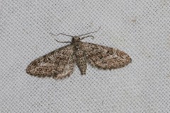 Eupithecia nanata