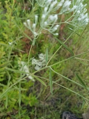 Eupatorium leucolepis