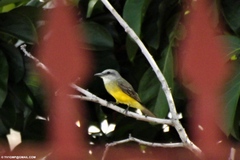 Tyrannus melancholicus