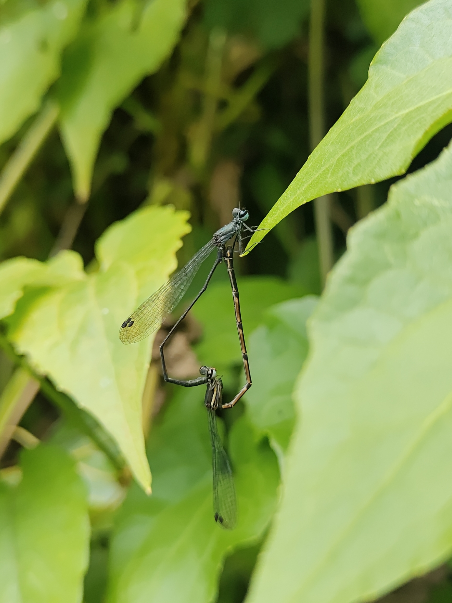 Black And Yellow Bambootail
