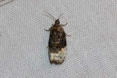 Apotomis betuletana