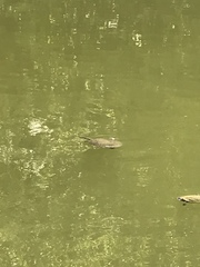 Apalone spinifera guadalupensis