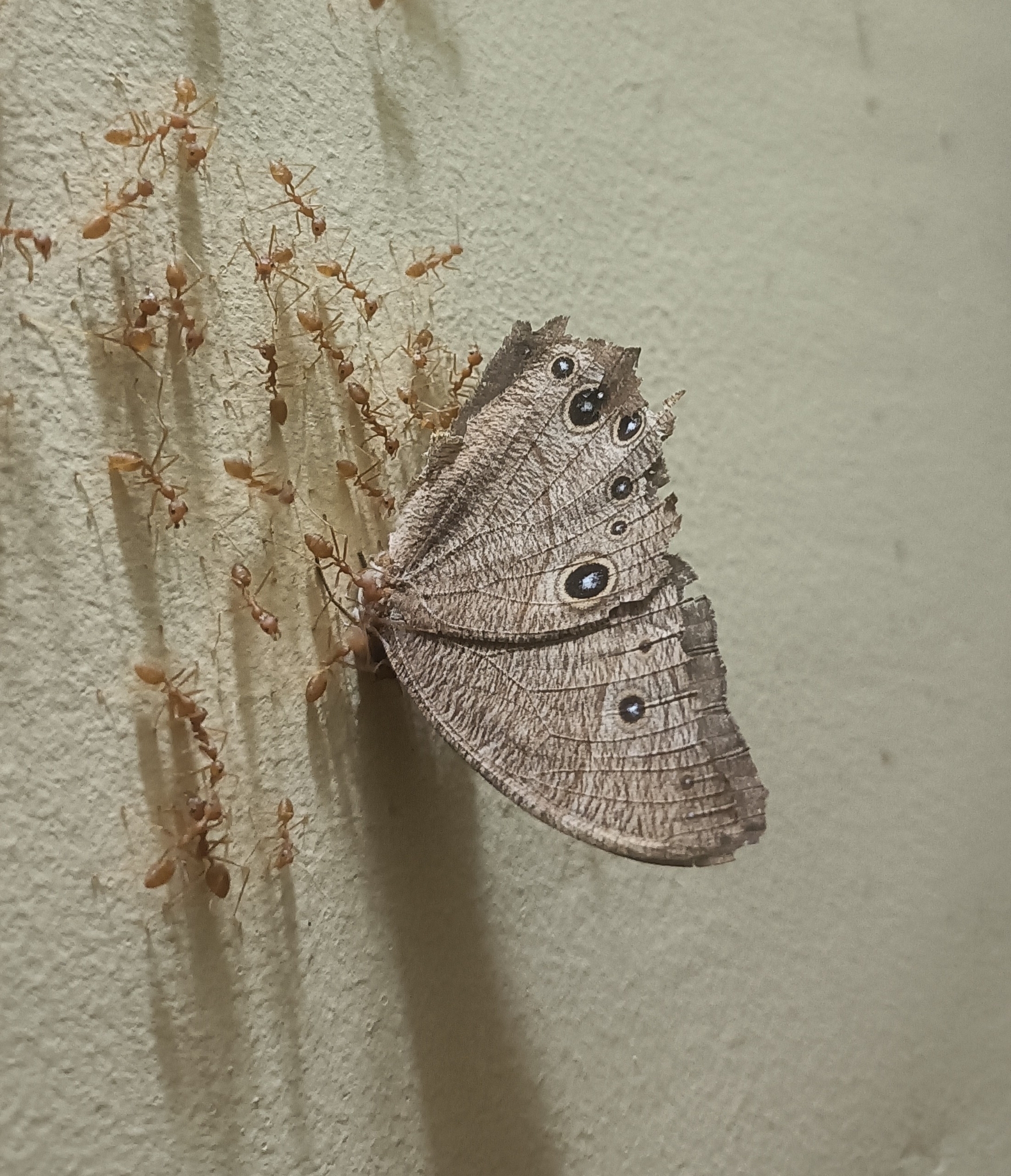Common Evening Brown