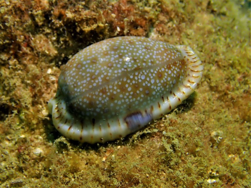 Eroded Cowrie