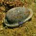 Eroded Cowry - Photo (c) Tsu Soo Tan, some rights reserved (CC BY-NC), uploaded by Tsu Soo Tan
