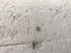 Balmaceda nigrosecta